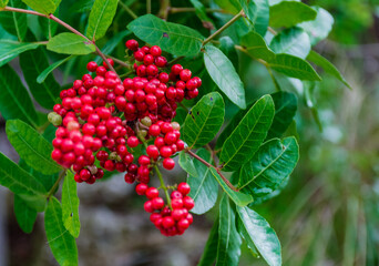 Wild red berries