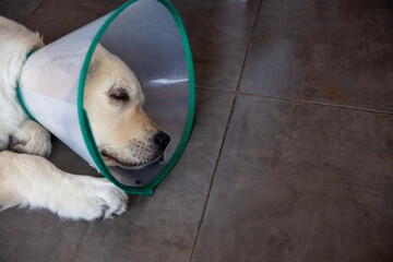White puppy dog asleep on the floor with a recovery cone so it doesn't hurt the injured eye