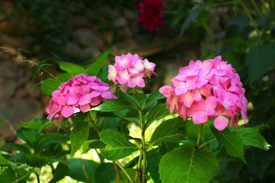 Pink hydrangea flowers bloom in early summer. Photo use for presentation, powerpoint, web page, blog, content or advertising brochure.