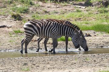 Fototapeta na wymiar Tarengire National Park safari 