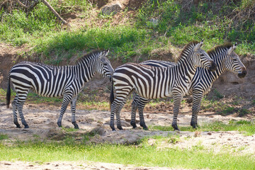 Tarengire National Park safari
