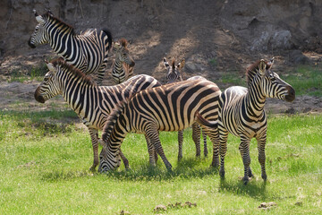 Fototapeta na wymiar Tarengire National Park safari 