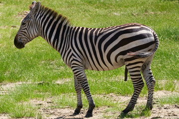 Tarengire National Park safari
