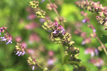 Salvia verticillata - wild plant. Plant blooming in summer. honey bee collecting pollen from flowers