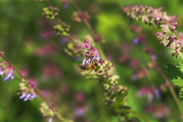 Salvia verticillata - wild plant. Plant blooming in summer. honey bee collecting pollen from flowers