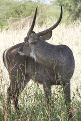 Tarengire National Park safari
