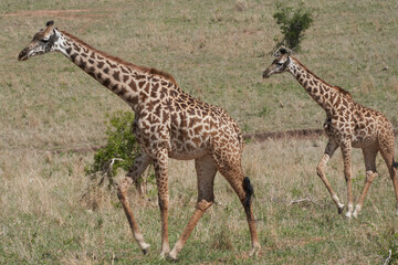 Tarengire National Park safari
