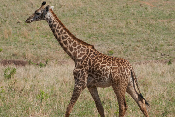 Tarengire National Park safari
