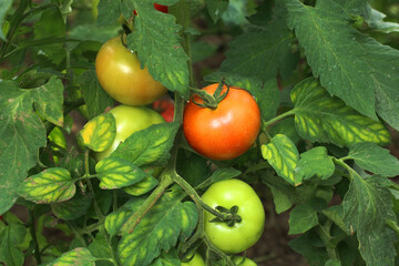 Green tomatoes grown in organic village garden.