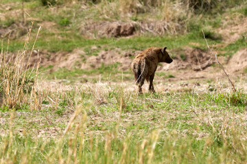 Tarengire National Park safari

