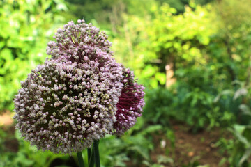 Wild Leek - Allium ampeloprasum ampeloprasum, usually grown in Turkey and Algeria