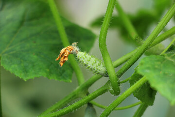 Cucumber plant. Small cucumber with leaves and flowers. tiny cucumber grown in pickles