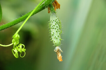 Cucumber plant. Small cucumber with leaves and flowers. tiny cucumber grown in pickles