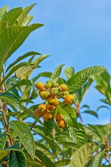 Marula fruit. Marula fruit growing on a branch against a blue sky.