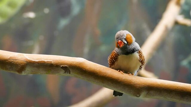 Australian zebra finch (Taeniopygia castanotis) in captivity, looking around, scratching, then flying away