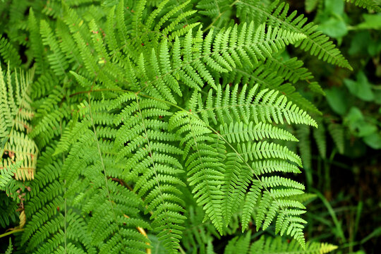 naturally growing fern (Pteridophyta)