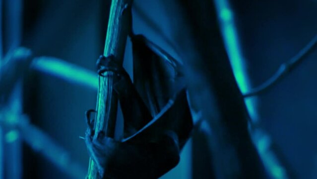Captive Lyle's flying fox (Pteropus lylei) in a dark nocturnal house or nocturama, hanging from a branch