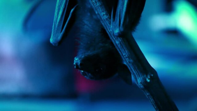 Captive Lyle's flying fox (Pteropus lylei) in a dark nocturnal house or nocturama, close-up hanging from a branch