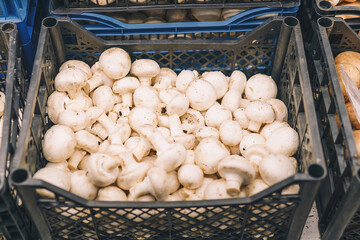 Raw fresh champignones in supermarket box, grocery department. Tasty mushrooms, vegan product, no animal food