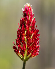 Red petal clover flower macro photography with pollen on petals, close-up vertical