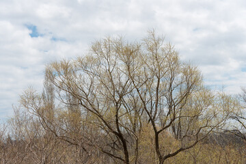 spring tree on overcast sky