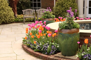 Fototapeta na wymiar Colorful Tulips in Garden Setting