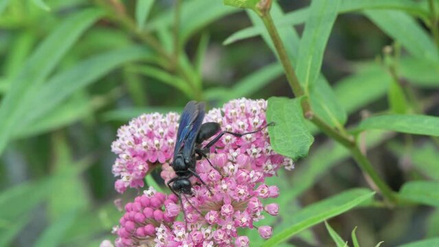 Great Black Wasp feeding on Swamp Milkweed.