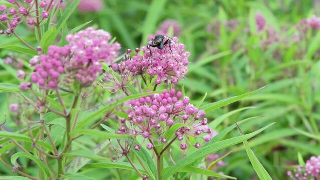 Great Black Wasp feeding on Swamp Milkweed.