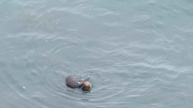 A wild sea otter that lives in Kiritappu Cape, Hokkaido. 