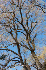 tree branches against blue sky