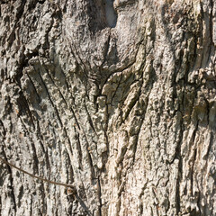 bark of a tree