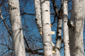 Fototapeta premium birch trees in spring