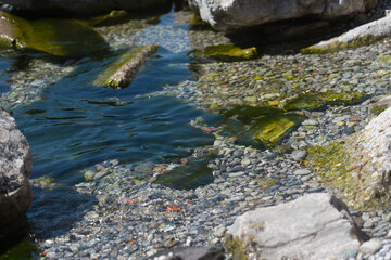Fototapeta na wymiar algae on rocks in the lake - springtime