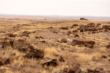 Agate House On Hillside With Petrified Wood Sitting Untouched