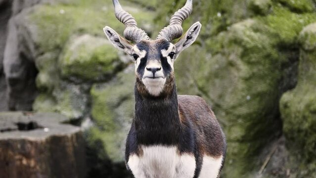 Male blackbuck (Antilope cervicapra) in captivity