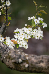 The cherry blossoms smile in the spring sunshine.