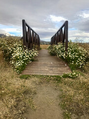walkway with chamomile