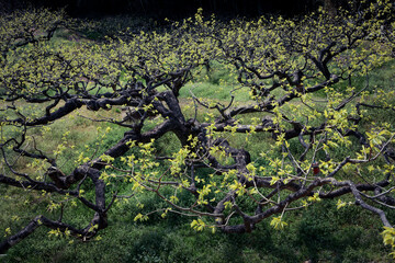 Satoyama, A frame of natural expression