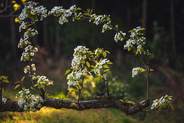 Satoyama, A frame of natural expression