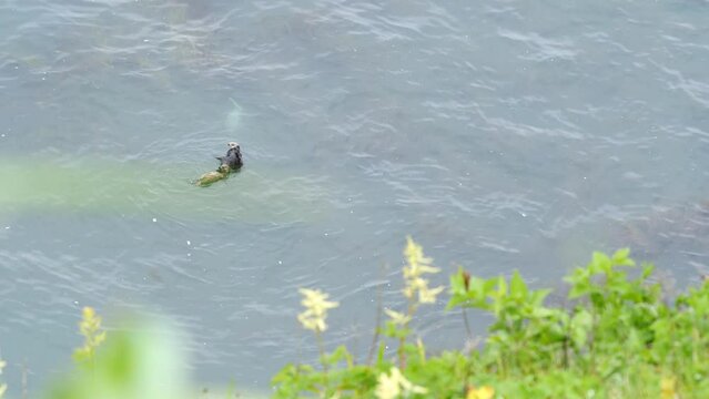A wild sea otter that lives in Kiritappu Cape, Hokkaido. (Copy space) 