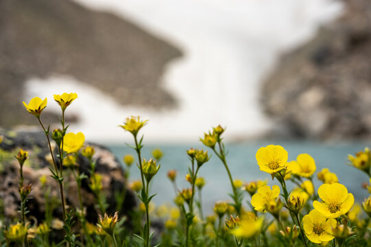 Alpine Avens Bloom At The Base of Andrew Glacier In Rocky Mountain