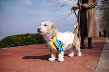 red leash dog on the walkway