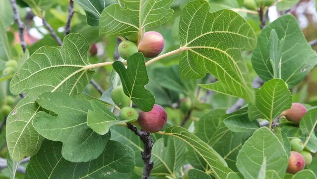 fig fruit on tree