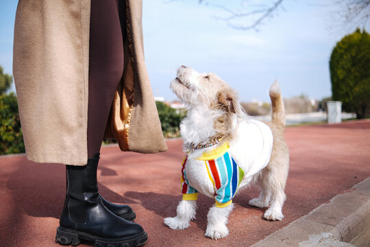 cute pet dog in white outfit spending time outside