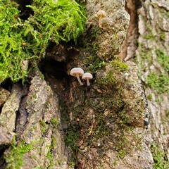 tiny mushrooms on tree moss mystical fantasy magical 