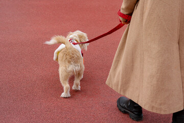 red leash dog on the walkway