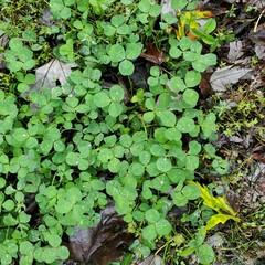 clover patch on ground with brown leaves