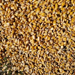 shelled corn in bushel 