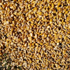 shelled corn in bushel 