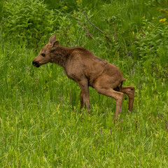 Fototapeta premium Baby Moose Takes a Break To Pee